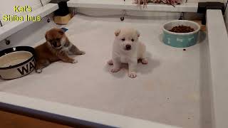 Shiba Inu Puppies Yeti amp Lucy Available 4 wks young [upl. by Kawai]