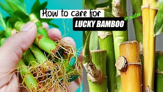 How to care for Lucky bamboo in water [upl. by Lam791]