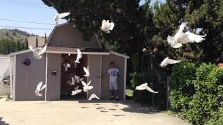 Very Very Large Dove Release [upl. by Naeloj355]