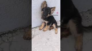 Jerman🐕 Shephard puppies videos🐶🐕 dogs lebravlogger❣️ labrador pet doglover dogowner [upl. by Arihaz]