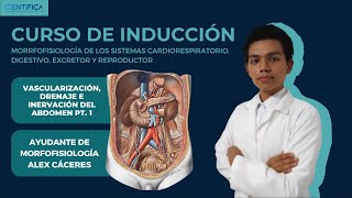 06  ANATOMÍA  IRRIGACIÓN ABD  CURSO DE INTRODUCCIÓN A LA MORFOFISIOLOGÍA UCSUR 2024  PARTE 01 [upl. by Gare]