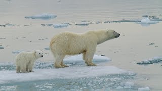 Life With Polar Bears In The Frozen Arctic  Polar Bear Alcatraz  Real Wild [upl. by Lucinda]