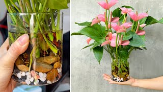 Aquatic anthurium care tips to have beautiful flamingos in the house [upl. by Lenoj181]