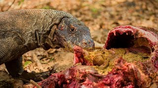 Komodo dragon Varanus komodoensis feeding on a deer [upl. by Adnola]