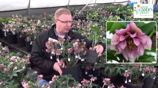 Hellebore Ballerina Ruffles Winter ThrillerDeer amp Drought Proof Plant [upl. by Naitsirhk]