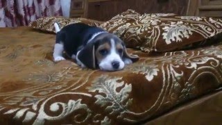 3 months old beagle puppy playing on bed  Bealge puupy  Moglee the Beagle [upl. by Ashlie]