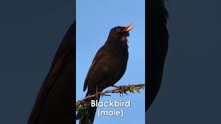 UK Garden Bird Identification Guide Part 1  Bird Names and Songs [upl. by Ycat987]