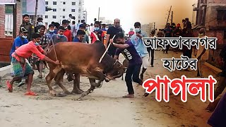 পাগলা গরুর চরম পাগলামি 2021  Aftabnogor Haat  Angry Cow In Bangladesh 2021  Mad Bull  Pagla Goru [upl. by Nirej]