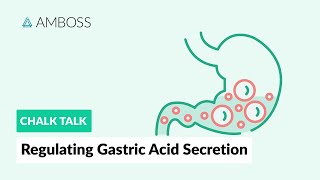 Regulating Gastric Acid Secretion Acetylcholine Gastrin and Histamine [upl. by Wallache]