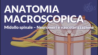 MIDOLLO SPINALE  Neuromeri e vascolarizzazione  Neuroanatomia [upl. by Airol]