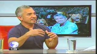 Cesar Millan quotEl Encantador De Perrosquot En Costa Rica Entrevista En Telenoticias [upl. by Lauree37]