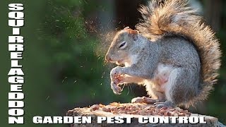 Beautiful back garden pest control  Slo Mo [upl. by Micaela]