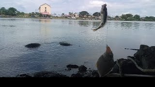 🔘 mancing ikan target di sungai muara‼️teknik dasaran 3 mata kail‼️umpan udang kupas yg dipotong [upl. by Omari]