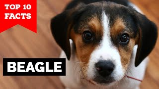 Beagle  Top 10 Facts [upl. by Nemraciram]