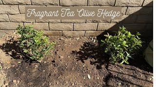 Planting a Fragrant Tea Olive Hedge 🌳🌿 Garden with Glamour [upl. by Ennoid]