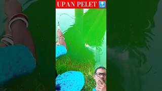 cara mudah mancing ikan umpan pelet cepat strike shortsshortshortsvideoshortvideo [upl. by Veljkov]