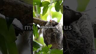 Colugos animals evolution birds mammals reptiles fish amphibians insects dogs darwin [upl. by Lirba]