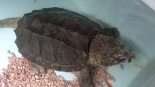 Macrochelys temminckiiă€€LEON [upl. by Blanca]