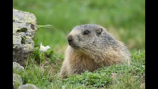 Marmotta  Marmotte in Lessinia [upl. by Ecyle]