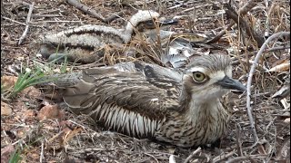 Bush Thickknees with chick Birds of Australia [upl. by Zobe530]