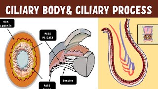 Uveal Anatomy  Ciliary body  Ciliary process ultrastructure [upl. by Noletta]