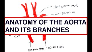 Coarctation Aortic Dissection Subclavian steal Differential Cyanosis  USMLE  MCQ  Anatomy [upl. by Delphine]