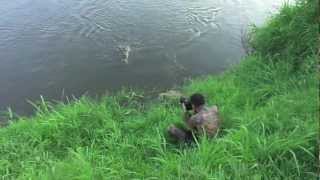 Photographer narrowly escapes crocodile attack [upl. by Enniroc]