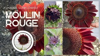 Moulin Rouge Sunflower  Unique Sunflower  Stunning Flower  Happy Gardening [upl. by Latton122]