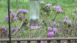 Linnet and Siskin  British Garden Birds [upl. by Reniti766]