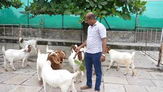 Boer Goat FarmingIndias Number 1 Pure Bloodline Boer Goat Fram [upl. by Otecina506]