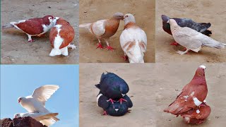 7 pairs of pigeons are made These are very beautiful pairs  All pigeon birds [upl. by Yarod272]