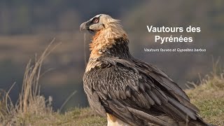 Vautours des Pyrénées  Vautours fauves et Gypaètes barbus [upl. by Ehctav985]