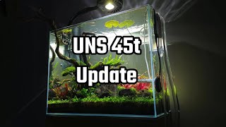 Nano planted tank update Week 13 Non Co2 UNS45t 11 gallons [upl. by Krock]