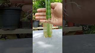 Sansevieria Fernwood leaf Propagation in water plantingtips plantpropagation [upl. by Hannazus]