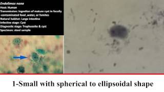 7 Practical Parasitology  Endolimax nana  Cyst Stage [upl. by Gwendolyn]