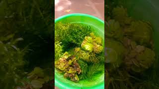 salvinia plant😈 hydrilla plant😍 foxtail plant😻 floating plants aquarium shorts [upl. by Prendergast]