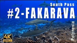 Tahiti 2  700 hundred sharks SOUTH Pass Atoll Fakarava Tuamotu Archipelago  4k  Showreel [upl. by Ennire220]