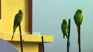 Roseringed Parakeets [upl. by Aiselad]