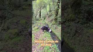 En Barcia Melón Ourense dog nature travel river galicia hiking rio forest bordercollie [upl. by Domash]