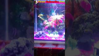 🐬Zebrafish Crossing in Aquarium  Different Color Zebra Danio Fish Crossing [upl. by Nihahs]