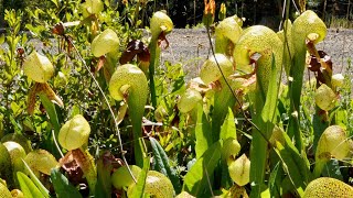 Serpent of the Siskiyous  Darlingtonia californica [upl. by Richy]