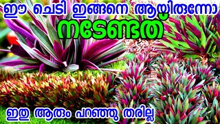 ഈ ചെടി ഇങ്ങനെ ആയിരുന്നോ വളർത്തേണ്ടിയിരുന്നത്Rhoeo plant malayalammoses plant [upl. by Ellicul]