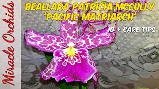 Beallara Aliceara Patricia Mccully Pacific Matriarch  ID amp care tips [upl. by Damalus]