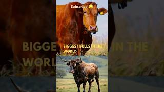 biggest bulls 🐂 bull ox catle animalshorts [upl. by Schreibe]