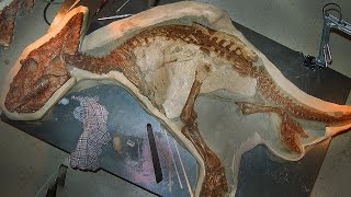 12 BEST Preserved Fossils [upl. by Iat]