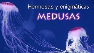 MEDUSAS BELLAS Y ENIGMÁTICAS EN MÉXICO FULL HD [upl. by Erodasi]