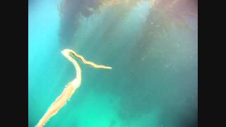 Nereidae Epitoky at Breakwater Monterey CA [upl. by Eryn739]