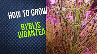 How to Grow and Propagate Byblis Gigantea Rainbow Plant Carnivorous Plant Grow Guide [upl. by Annig695]