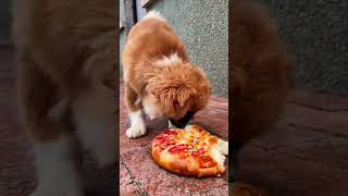 Dog Eating Pizza  Labrador Mukbang [upl. by Uticas808]