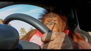 Animalias Orangutan Rambo loves her electric car [upl. by Asselim]